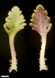 Veronica cheesemanii subsp. cheesemanii. Leaf surfaces, adaxial (right) and abaxial (left). Scale = 1 mm.
 Image: P.J. Garnock-Jones © Te Papa CC-BY-NC 3.0 NZ